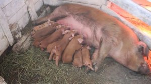 лпх как источник основного дохода в свиноводстве.