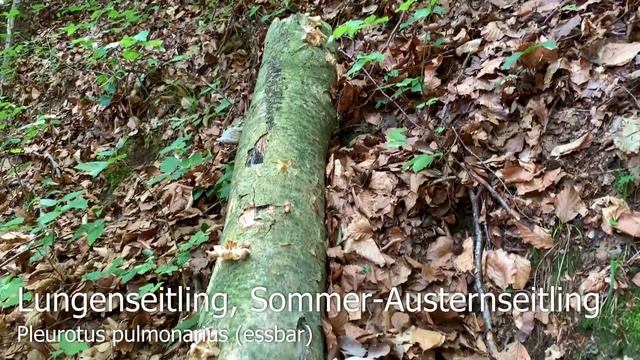 Pilze im Juni | 15.06.2019 | Lungenseitlinge ohne Ende | Sommersteinpilz, Hexenröhrling смотреть онлайн