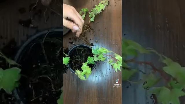 как пересадить и ужаживать за плющем (хидера) смотреть онлайн