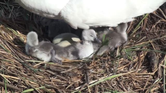 Swan's nest and hatching of cygnets смотреть онлайн