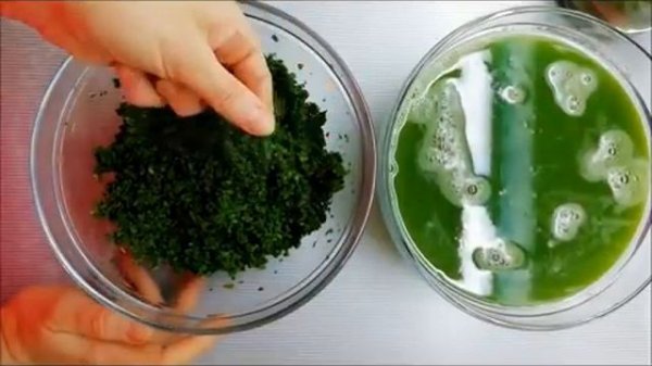 Алоэ. Лекарство из алоэ.