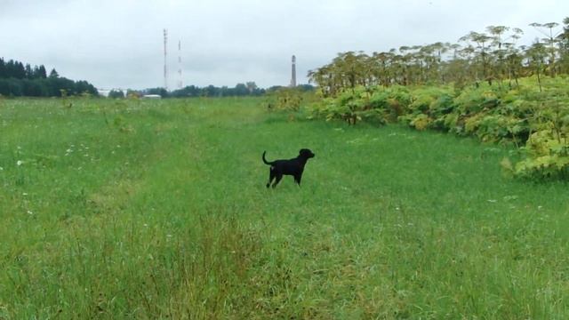 ксоло в шерсти Бони смотреть онлайн