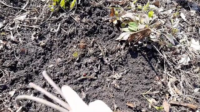 Пионы весной подкормка для Пышного цветения Paeónia Сделайте это сейчас и пионы расцветут обильно!