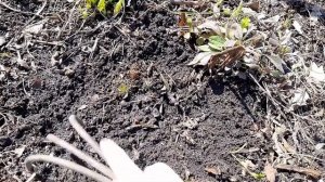 Пионы весной подкормка для Пышного цветения Paeónia Сделайте это сейчас и пионы расцветут обильно!