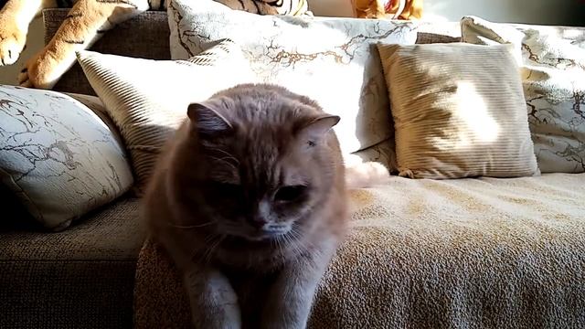 Кот! Мы играем! смотреть онлайн