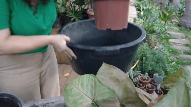 SYNGONIUM NEON ROBUSTA - Como cuidar + dicas смотреть онлайн