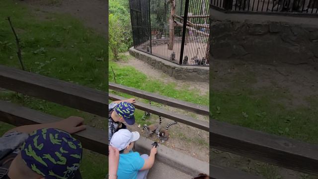 в Новосибирске в зоопарке вы бежали из клетки лимуры смотреть онлайн