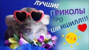 Лучшие приколы про ШИНШИЛЛ! Смешные ШИНШИЛЛЫ! Funny chinchillas❤#1