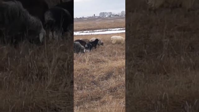 эдильбаевские овцы в СИБИРИ . Первый выпас в 2021г моей отары. смотреть онлайн