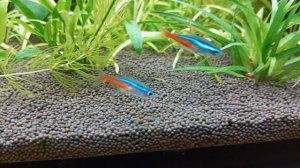 Грунт пропант в аквариуме мой отзыв #nik_72