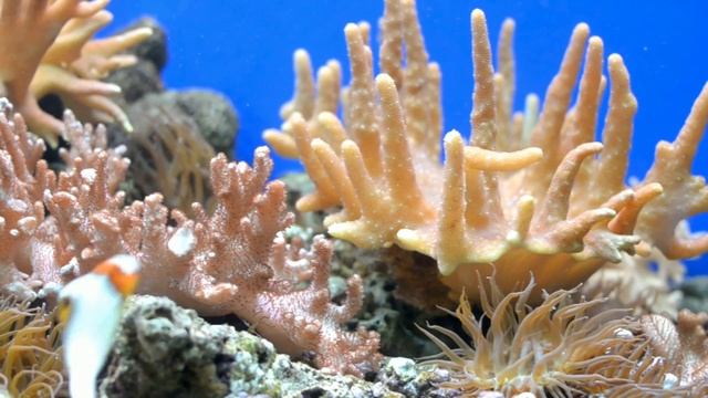 Расслабляющая Музыка /Подводная Атмосфера/Relaxing Music