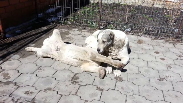Караганды алабай Айза с внуком смотреть онлайн