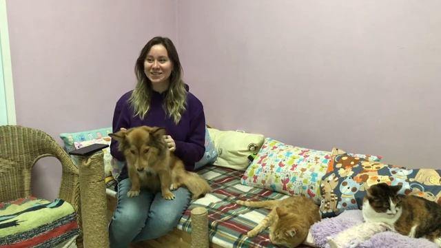 "Люськин Дом": Дом, где живёт семья для каждой кошки. Хоспис и приют для кошек в Казани. смотреть онлайн