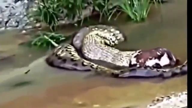 Сколько "еды" влезет в анаконду??? смотреть онлайн