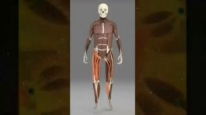 Матрица Гаряева-лидер по оздоровлению костно-мышечной системы. Медитация с формулами 4в1 обновленная