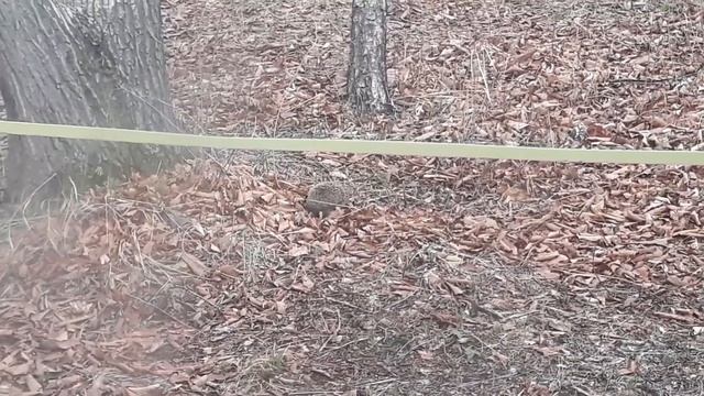 НАШЕ ЕЖОВОЕ УТРО? И СЫРНИКИ ПО - ДРУГОМУ? смотреть онлайн