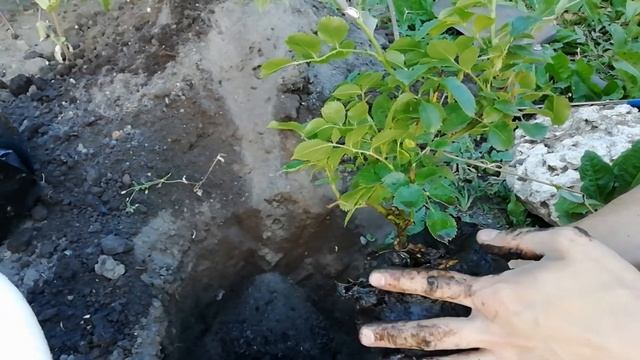 ПОСАДКА РОЗ ЛЕТОМ. ПРАВИЛА ПОСАДКИ РОЗ. смотреть онлайн