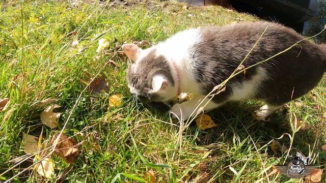 Тихая охота и тихая рыбалка