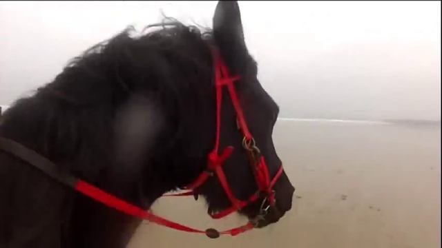 Plage2013 смотреть онлайн