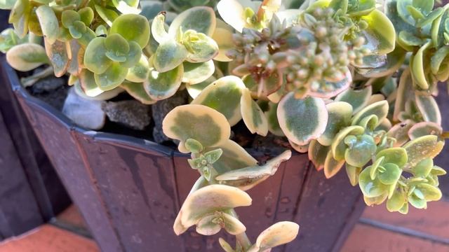 8 СЕДУМОВ ИЗ СЕРИИ “SUNSPARKLER” В НАШЕМ САДУ. смотреть онлайн