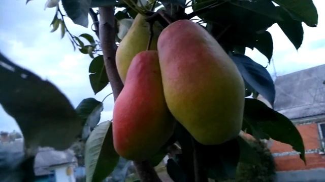 Груша Киргизька пізня. смотреть онлайн