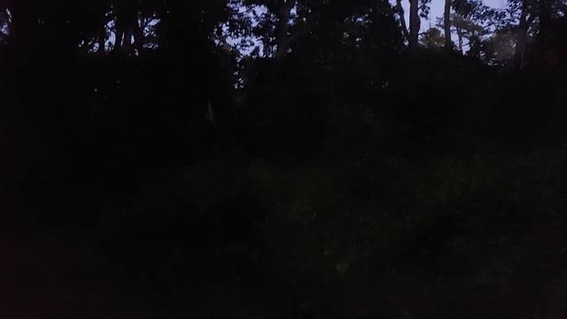 Наш Кейп Код вечером 🌙. Смотрим на светлячков. смотреть онлайн