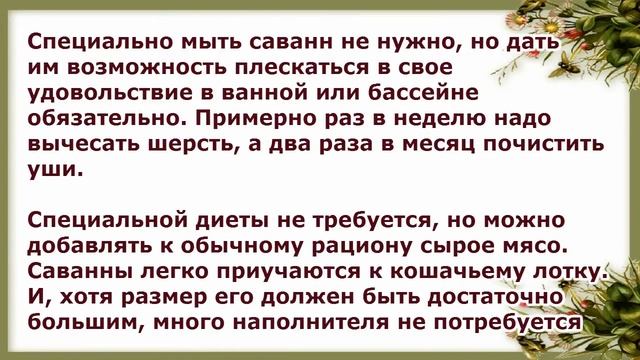 Саванна, уход и содержание, Породы кошек смотреть онлайн