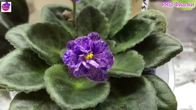 5 причин ПОЧЕМУ у ФИАЛКИ СГУЩАЕТСЯ ЦЕНТР и МЕЛЬЧАЮТ листья. Исправляйте пока не поздно! смотреть онлайн