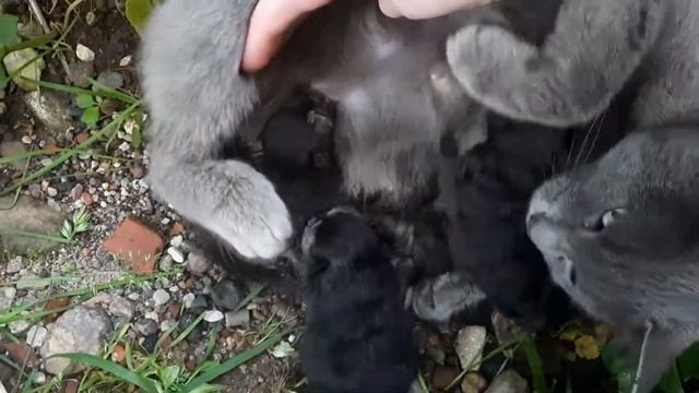 Кошка рожает на улице на дороге. Сижу жду переноску. Забрала домой. смотреть онлайн