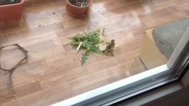 Содержание птиц. Щеглы едят одуванчики. 3 смотреть онлайн