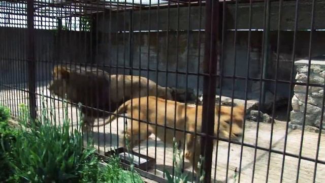 Очерк о берберийских львах смотреть онлайн