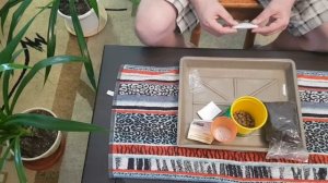 Ель голубая... Удачный опыт проращивания растения из семян со стратификацией материала.