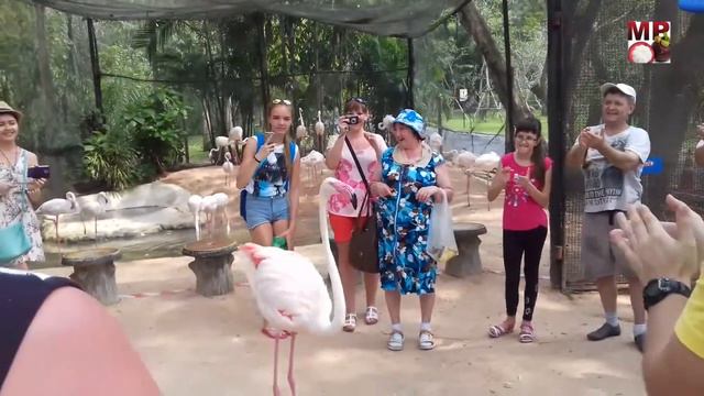Розовый фламинго, смотреть до конца / Pink Flamingo, watch to the end смотреть онлайн