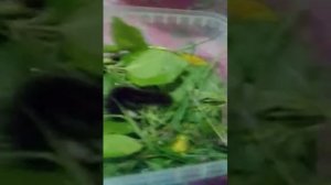 Спасение гусеницы рассказываем как за ней ухаживать