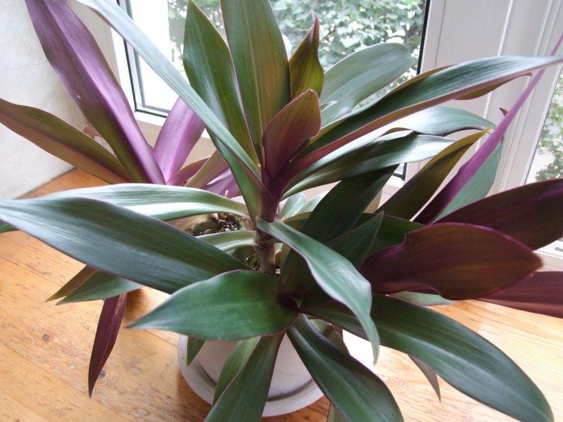 Цветок Рео: приметы и суеверия, стоит ли держать его дома и что принесет эта традесканция владельцам смотреть онлайн