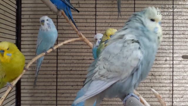 Учим попугая по имени Герда говорить, видеоурок 1: "Герда хорошая птичка" смотреть онлайн