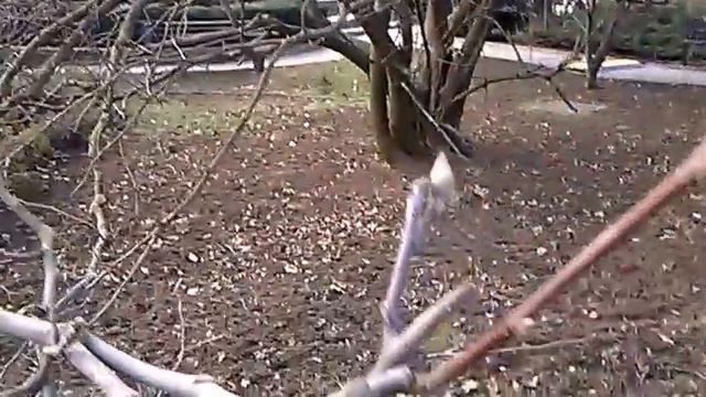 Magnolii inmugurie de Anul Nou смотреть онлайн