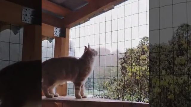 - Сколько белых мух! смотреть онлайн