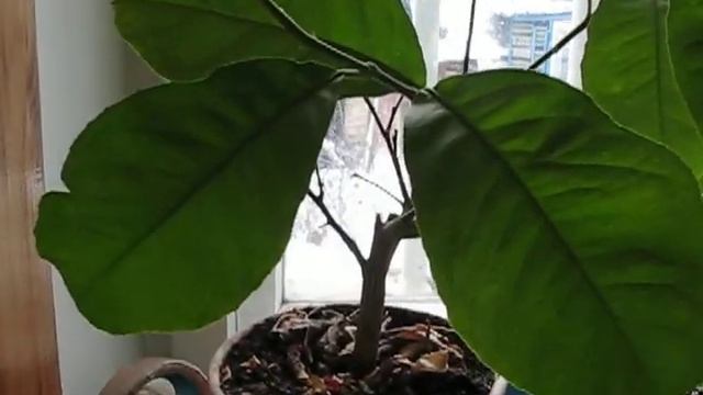 Плодовые деревья на моем подоконнике смотреть онлайн