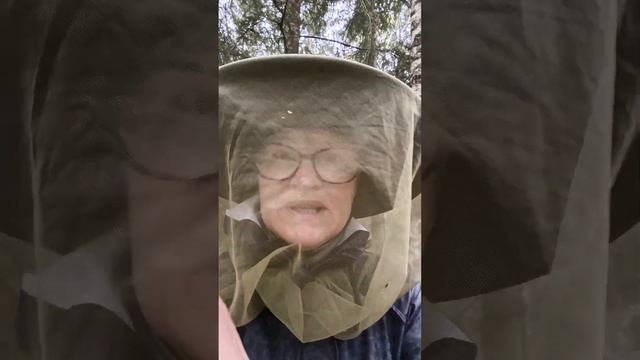 За грибами с Лутусом. Белых нет, но есть лисички. 20 сентября 2023 года. смотреть онлайн