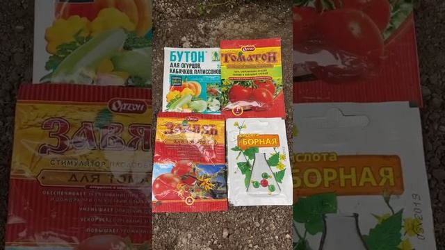 ?Как УВЕЛИЧИТЬ урожай томатов? Все очень просто! #shorts #помидор #растения #советы смотреть онлайн