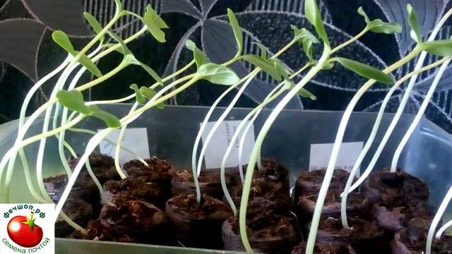 Шпаргалка по выращиванию рассады огурцов смотреть онлайн