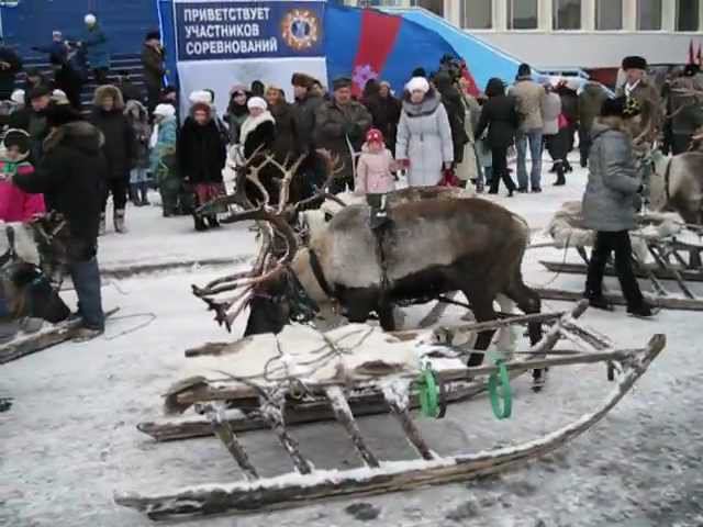 День оленевода в Воркуте. Олени в городе! (04.11.12) смотреть онлайн