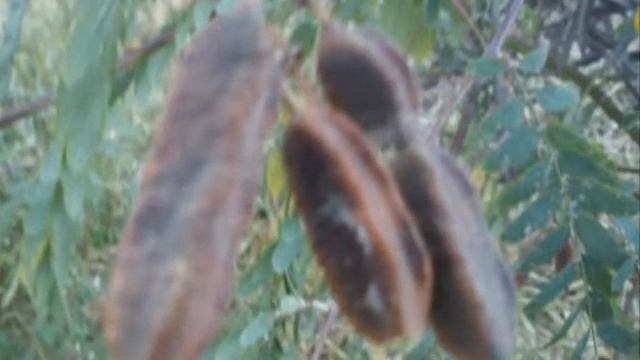 ACACIA MANSA смотреть онлайн