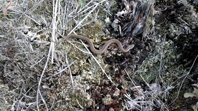 Гадюка маленькая) смотреть онлайн