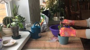 ПЛЕТЕНИЕ СПИРАЛЬЮ ФИКУС БЕНДЖАМИНА. ФОРМИРУЕМ СТВОЛ СПИРАЛЬЮ