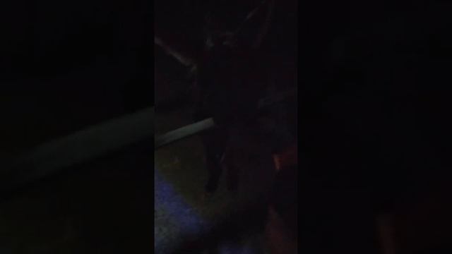 Тайган 2020 Крым Зоопарк смотреть онлайн