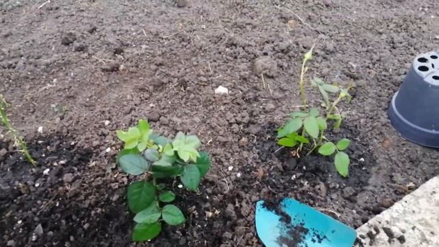 Купили розы в горшках, как сохранить. смотреть онлайн