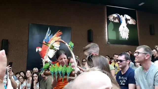 Канарские острова.Тенерифе.Лоро парк.Шоу попугаев. смотреть онлайн