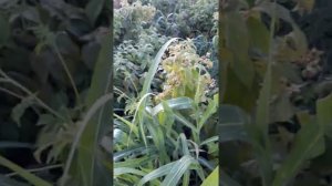 Малина Энросадира (Enrosadira) часть 1